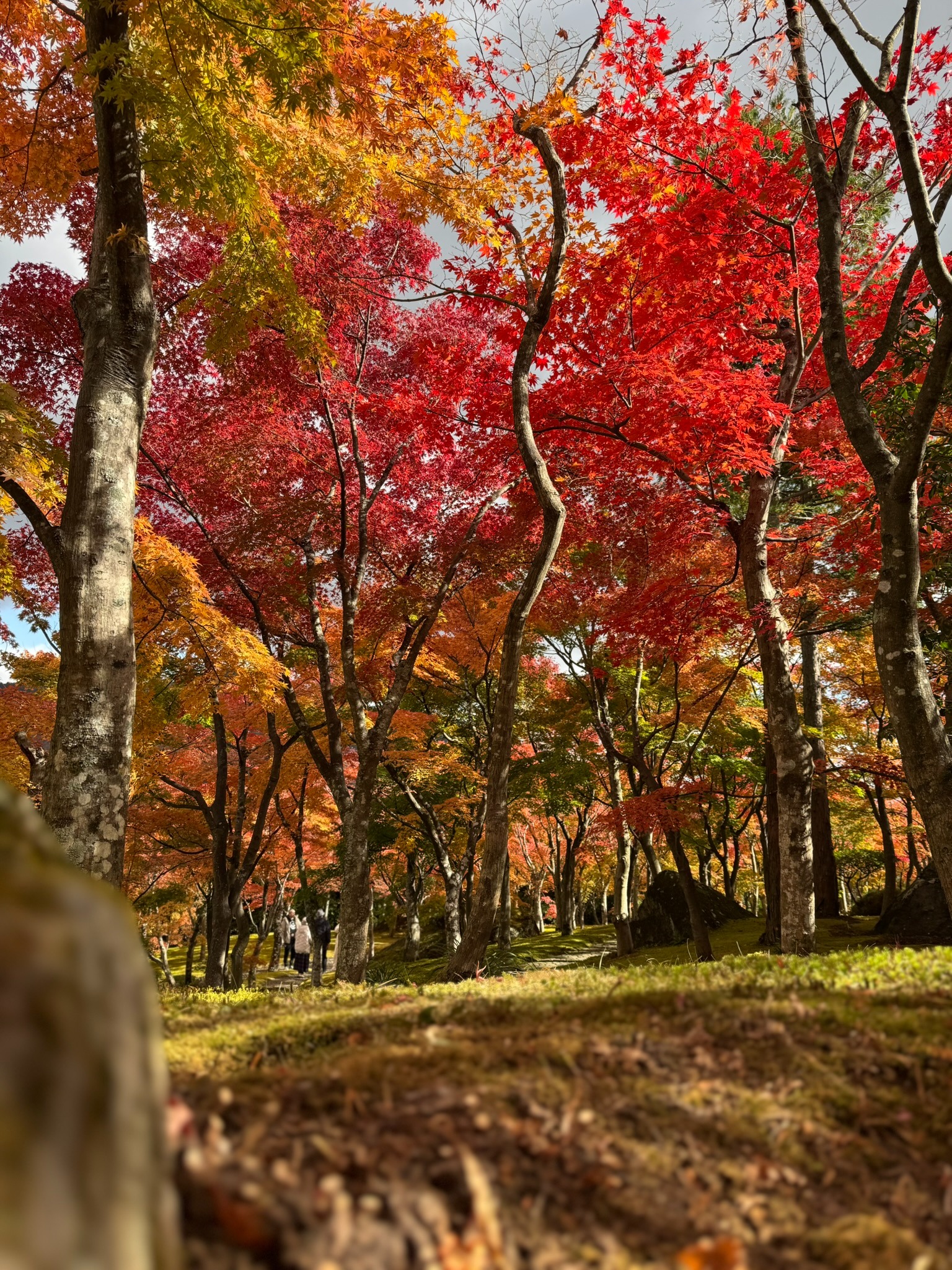 Hakone autumn forest