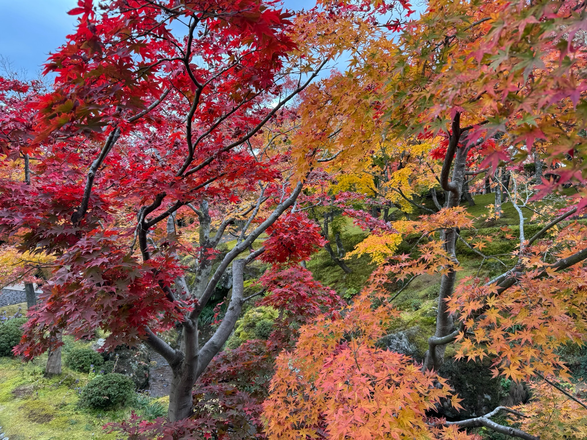 Hakone autumn foliage