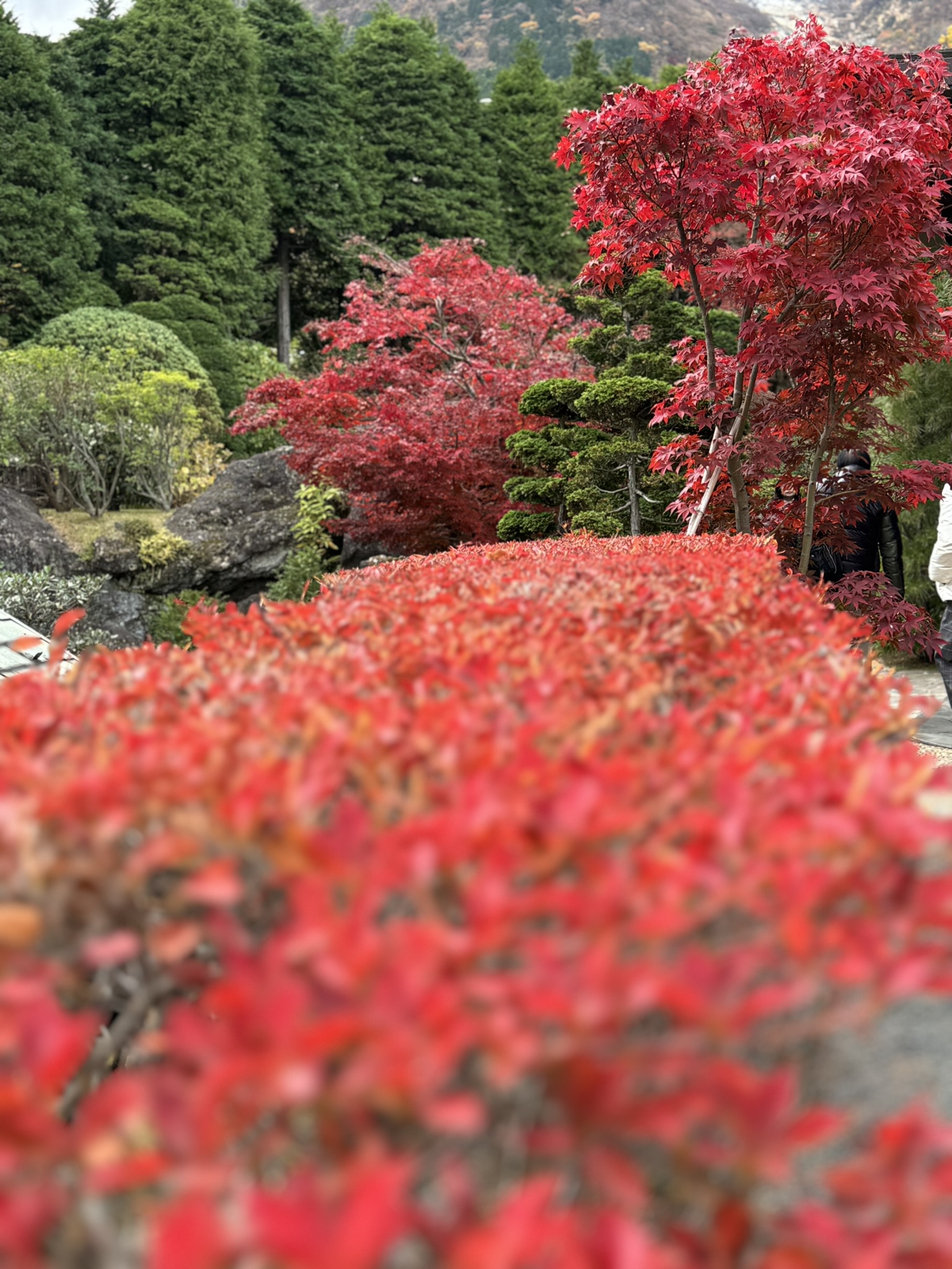 Hakone red maples