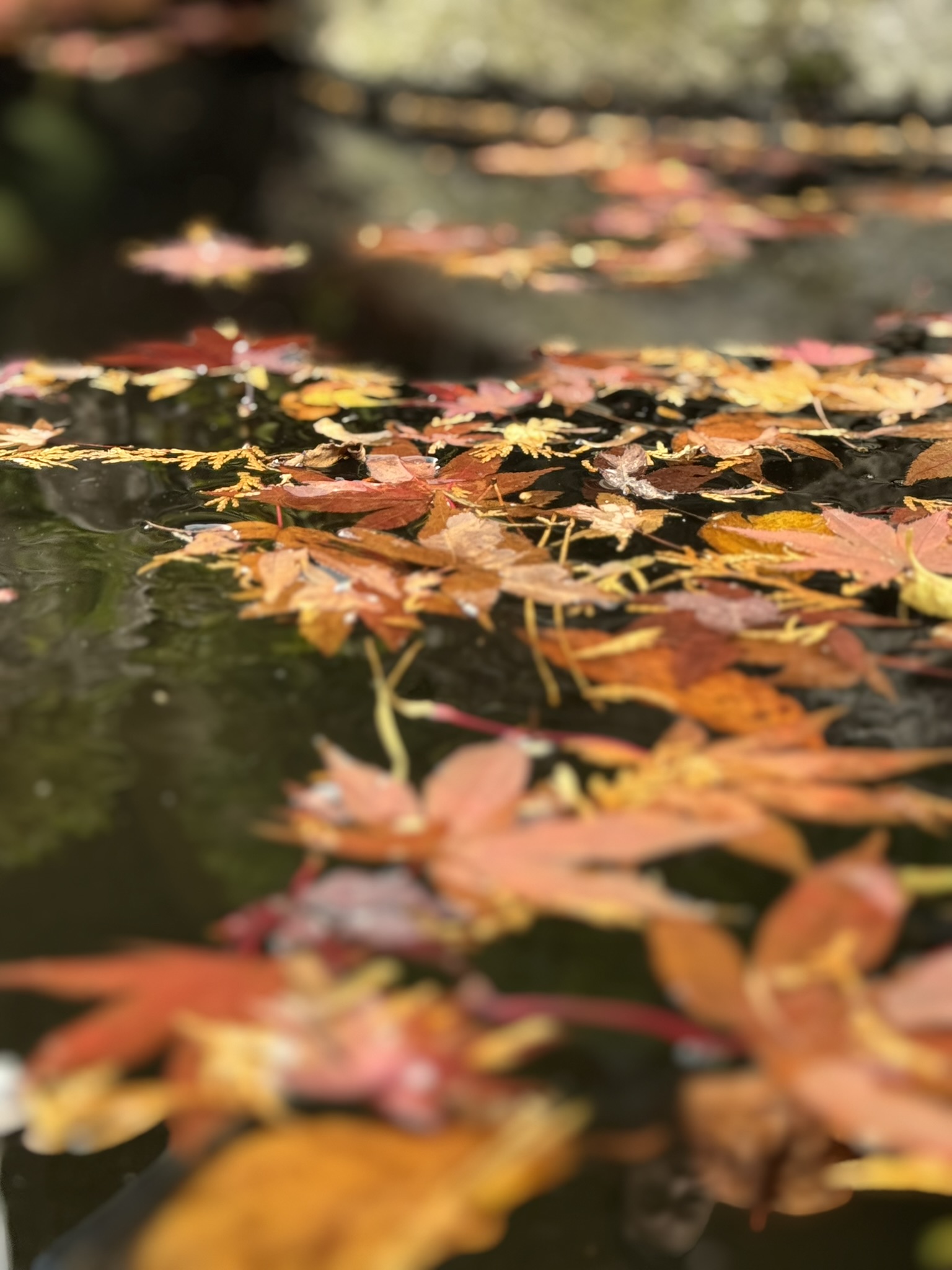 Autumn leaves on water