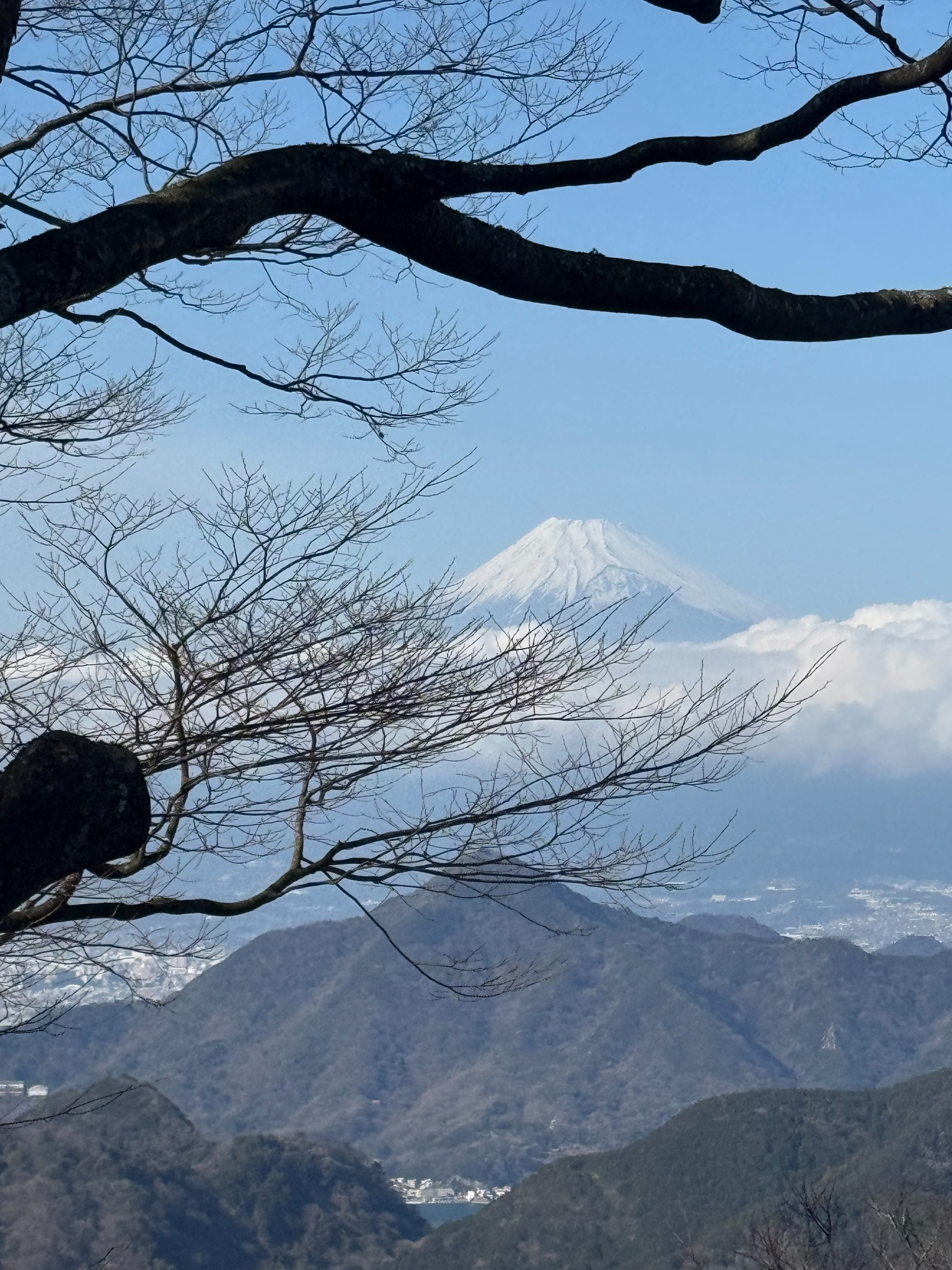 Mount Fuji framed by branches in Izu