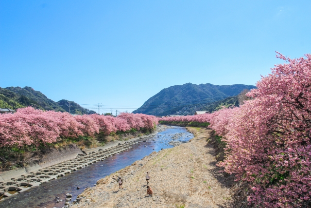 Kawazu cherry blossoms in full bloom