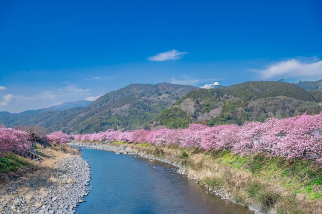 Kawazu cherry blossoms lining the river in Izu