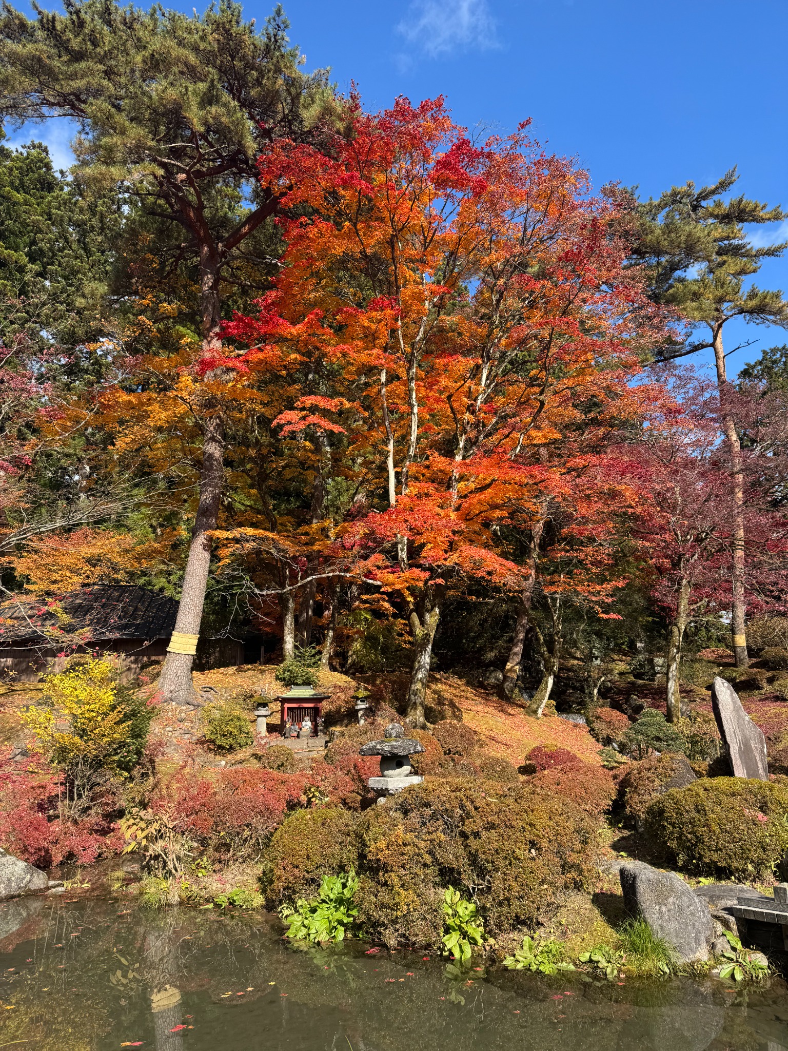 Japanese maple trees in Nikko